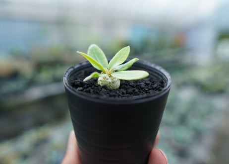 パキポディウム　恵比寿笑い　Pachypodium brevicaule　No.8
