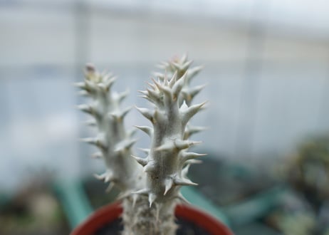パキポディウム　デンシフローラム　Pachypodium densiflorum　No.9