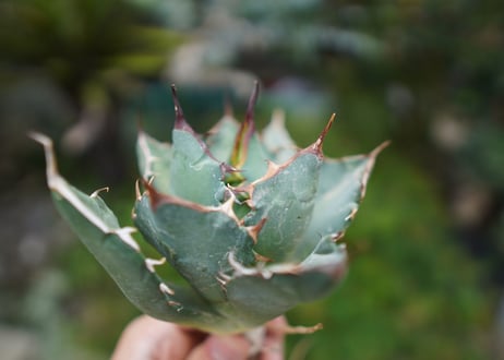Agave titanota 白鯨 A NO.6