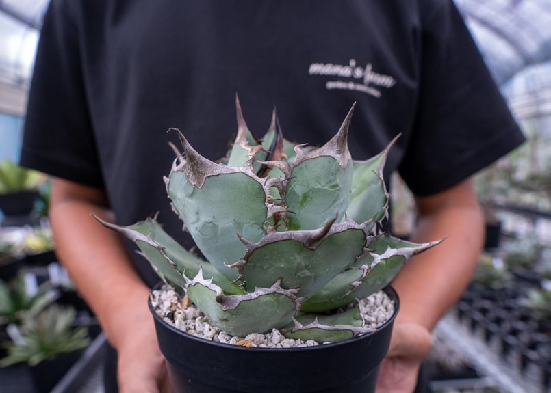 アガベ チタノタ | mana's farm:塊根植物・アガベ・ドライガーデン植物