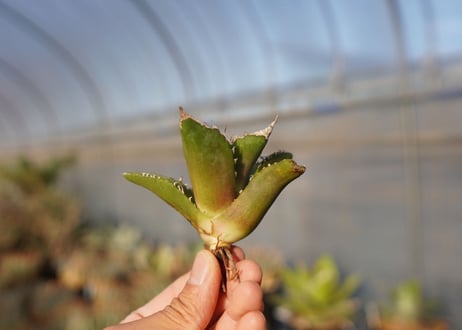 agave titanota white fire　白火焔　 NO.1