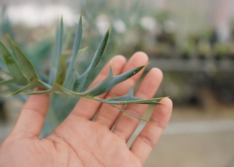 エンセファラルトス　 ホリダス　Encephalartos horridus　 NO.2