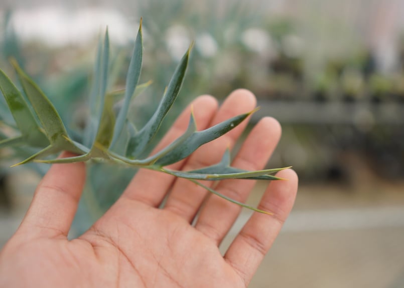 002 エンセファラルトス　ホリダス　ダブルヘッド　フラッシュ中 エンセファラルトス・ホリダス 03 Encephalartos horridus | Sun