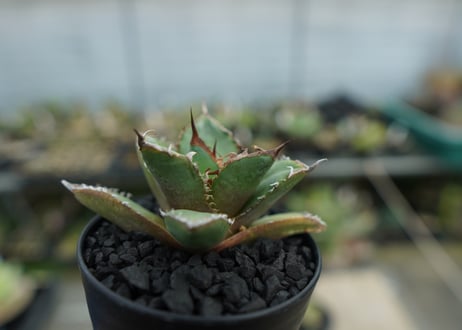 アガベ　チタノタ　FO-76 Agave titanota FO-76  No.3