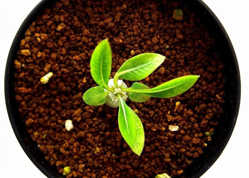 Pachypodium eburneum パキポディウム エブレネウム 実生苗 №4 | m