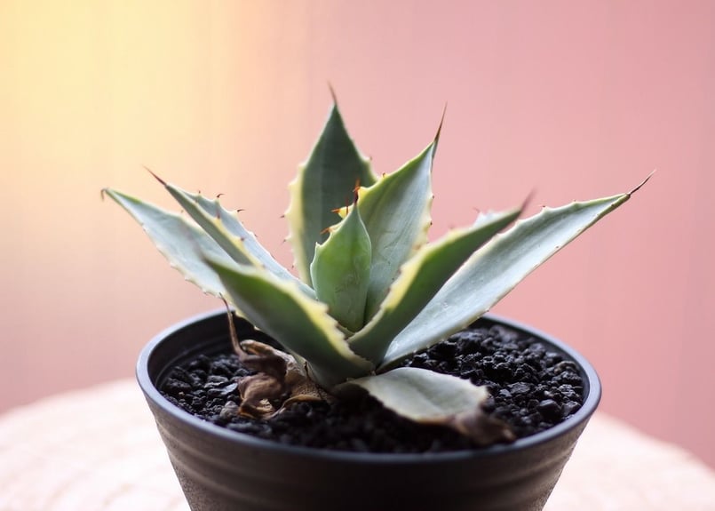 アガベ ベルシャフェルティー | mana's farm:塊根植物・アガベ・ドライ