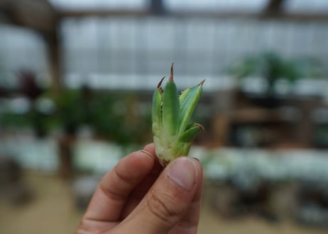アガベ　チタノタ　黄覆輪　Agave titanota variegata