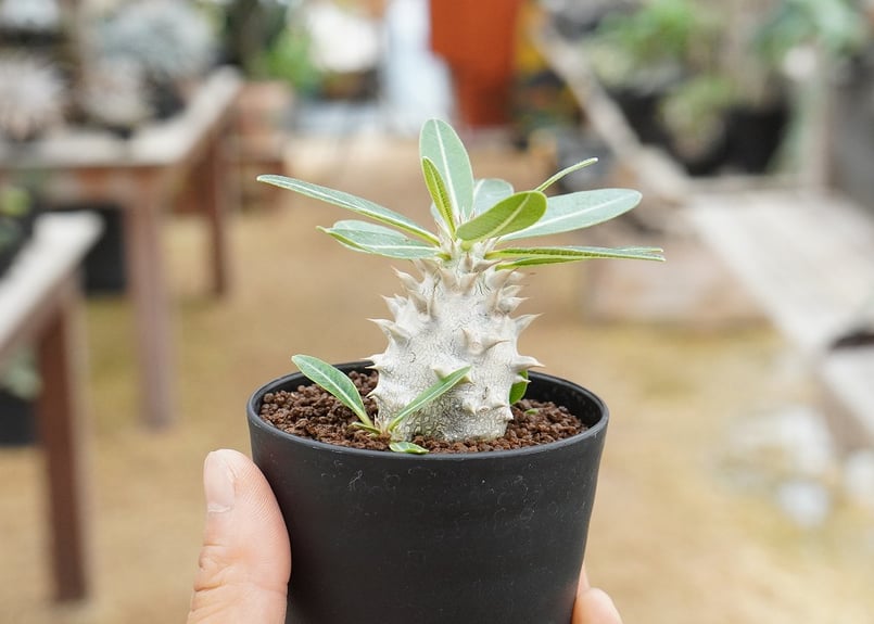 パキポディウム デンシフローラム 沖縄実生 | mana's farm:塊根植物