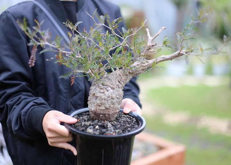 塊根植物 パキプス Operculicarya pachypus オペルクリカリア パキプス 多肉植物 塊根植物