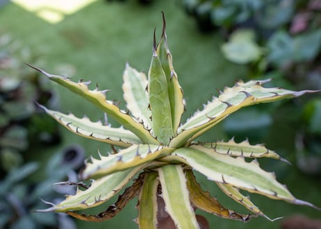 Agave xylonacantha “Frostbite”  NO.3     (G)