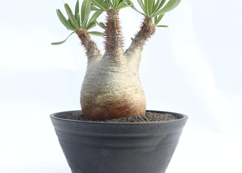 パキポディウム グラキリス no.20 | mana's farm:塊根植物・アガベ パキポディウム グラキリス no.20 | mana's farm:塊根植物・アガベ