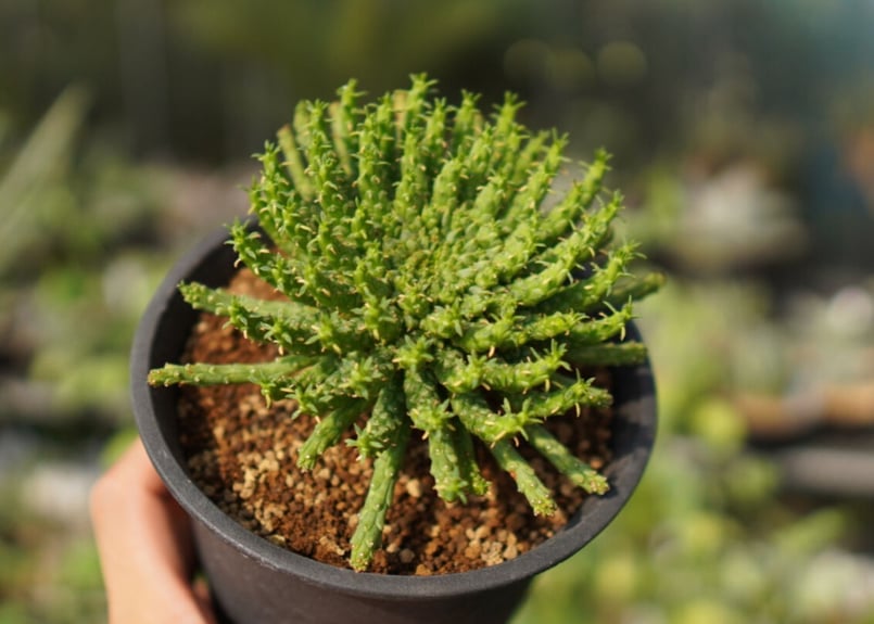 ユーフォルビア 孔雀丸 NO.1 | mana's farm:塊根植物・アガベ・ドライ