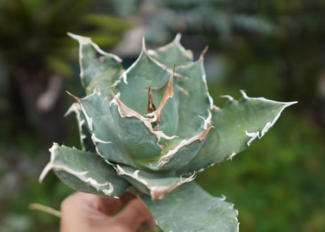 Agave titanota 白鯨 C NO.3