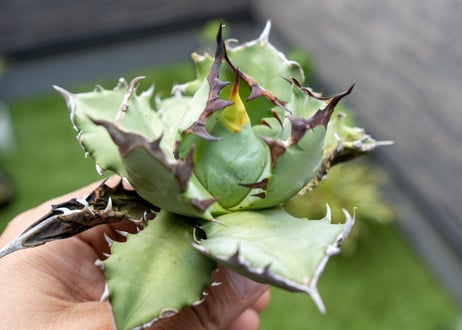 Agave titanota dwarf 姫厳龍NO.9