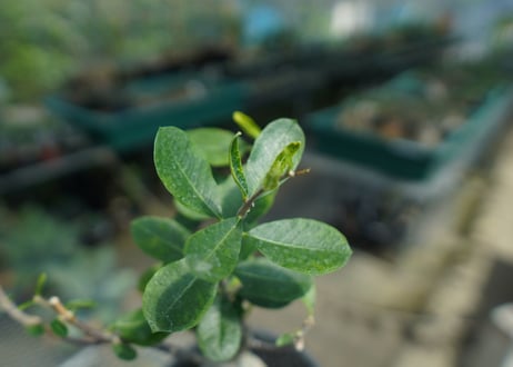 フォッケア　エデュリス　”火星人”　Fockea edulis  No.1