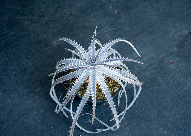 ディッキア | mana's farm:塊根植物・アガベ・ドライガーデン