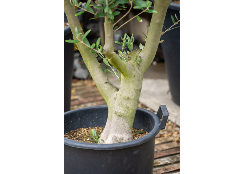 国産オリーブ No.2 | mana's farm:塊根植物・アガベ・ドライガーデン