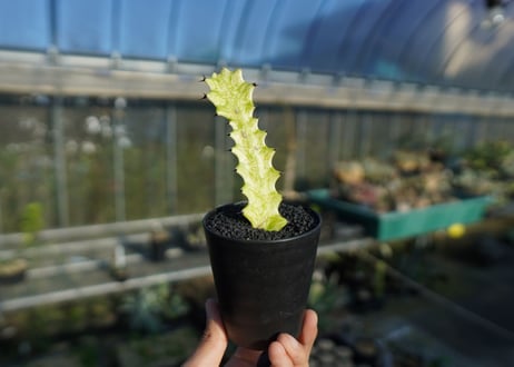 ユーフォルビア　イエローゴースト　Euphorbia lactea Yellow Ghost