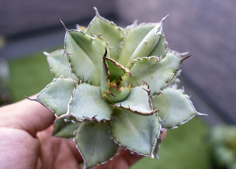 Agave titanota Flligree NO.3