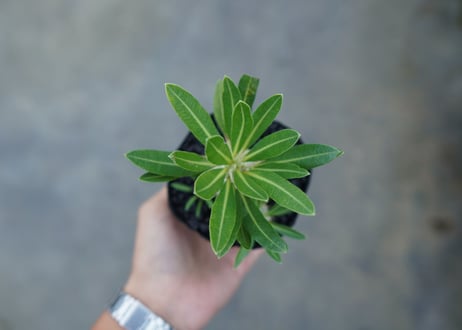 パキポディウム　ロスラツム　Pachypodium rosulatum  No.1