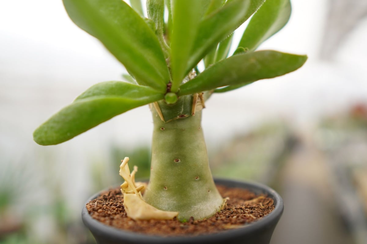 チレコドン パニクラータス 阿房宮 | mana's green:塊根植物販売 チレコドン パニクラータス 阿房宮 | mana's green:塊根植物販売