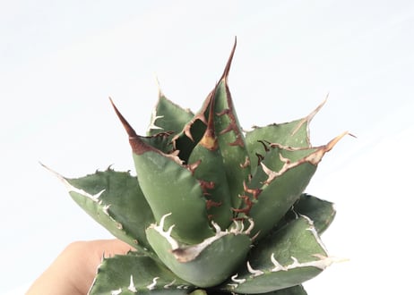 Agave titanota FO-76 compacta dwarf  no.2