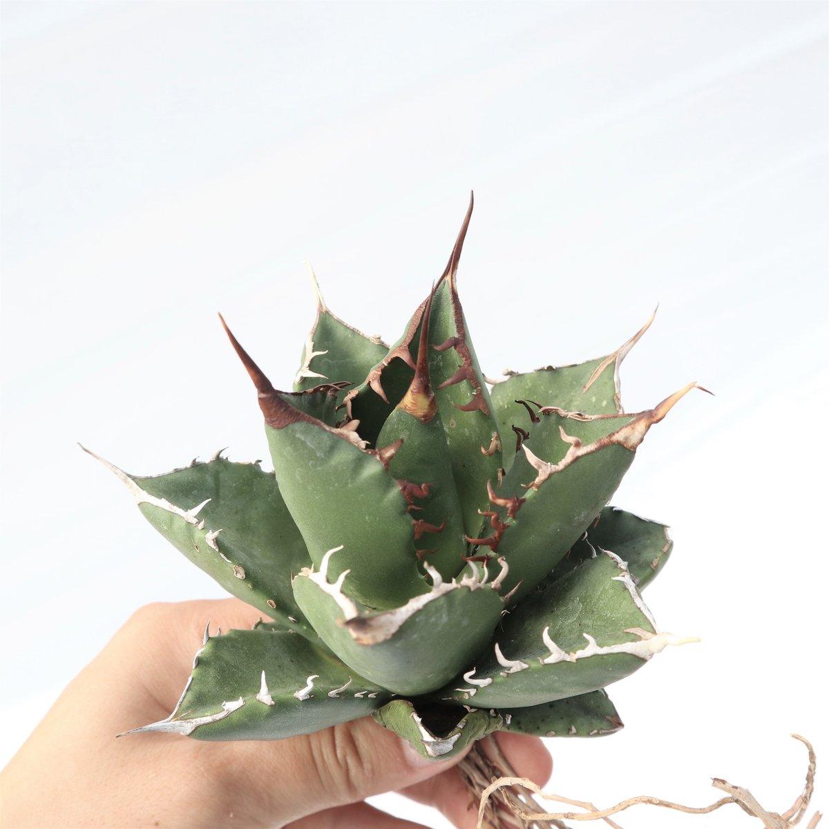 Agave titanota FO-76 compacta dwarf no.2 | man