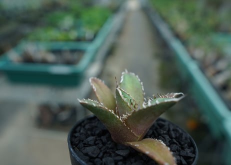 アガベ　チタノタ　FO-76　agave titanota  FO-76　No.10