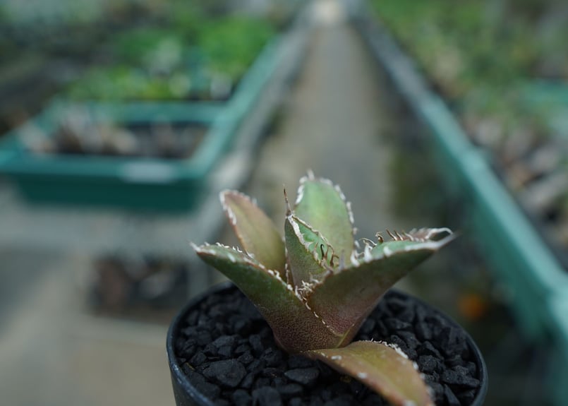 【30cm超】Agave titanota FO-76 アガベ チタノタ アガベ チタノタ FO-76 agave titanota FO-76 A3 | mana'