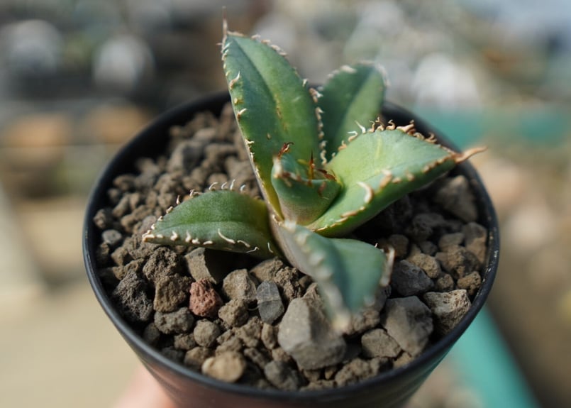 オンライン限定】アガベ チタノタ FO-76 agave titanota FO-76 N