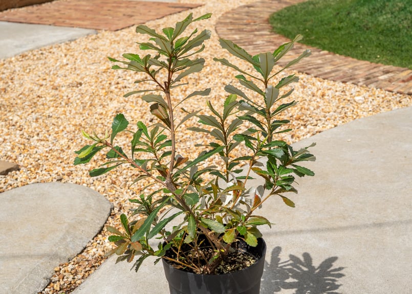 コースト バンクシア | mana's farm:塊根植物・アガベ・ドライガーデン