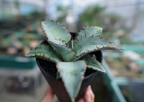 アガベ　チタノタ　ブルー　Agave Titanota Blue　No.2