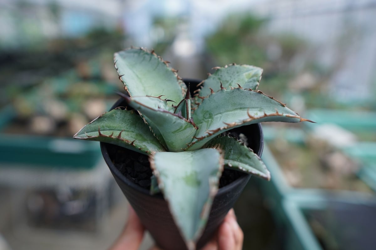 アガベ チタノタ ブルー Agave Titanota Blue No.2 | mana's