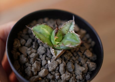 Agave titanota black＆blue 子株　No.2