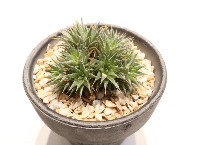 デウテロコニア クロランサ | mana's farm:塊根植物・アガベ・ドライ