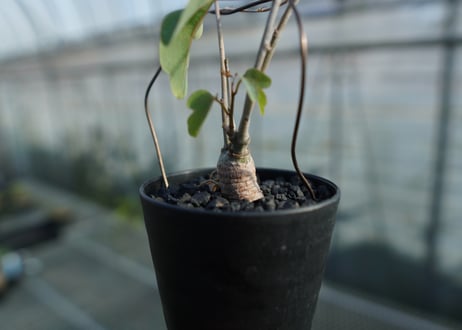 アデニア　イサロエンシス　Adenia isaloensis