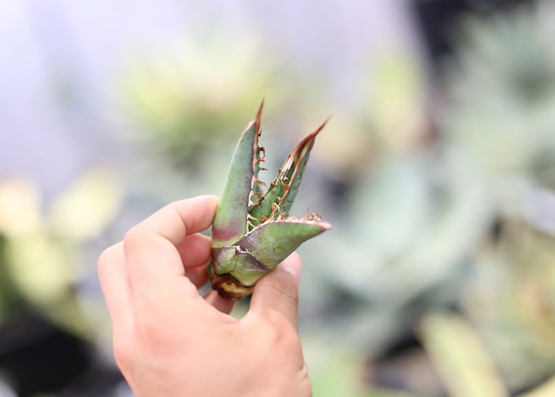 【コレクション株】アガベ　パープソラム？　チタノタ？　オテロイ？　斑入り　レア株 コレクション株】アガベ パープソラム？ チタノタ？ オテロイ