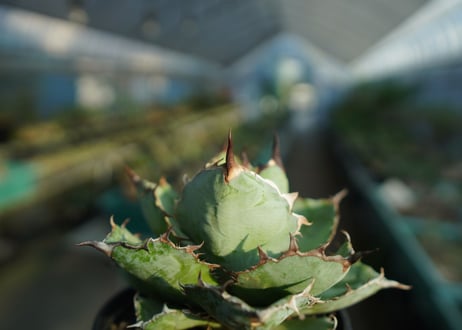 アガベ　チタノタ　 ブラックアンドブルー 　Agave titanota black and blue　No.1