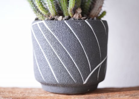 Euphorbia baioensis