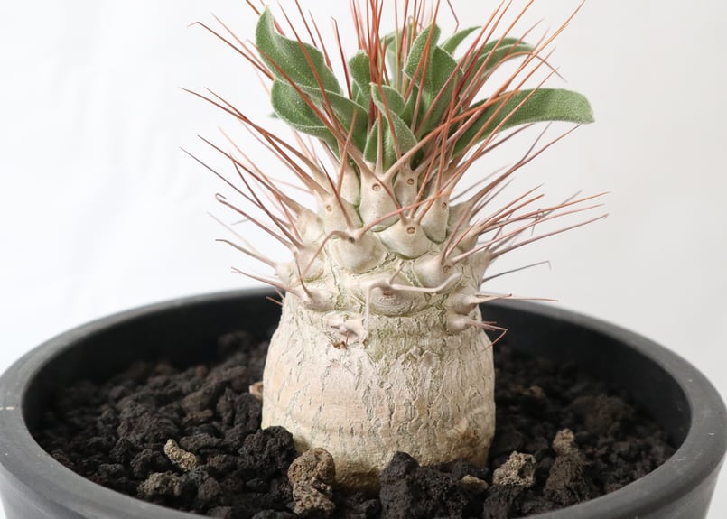 ナマクアナム　光堂 Pachypodium namaquanum【パキポディウム・ナマクアナム・光堂