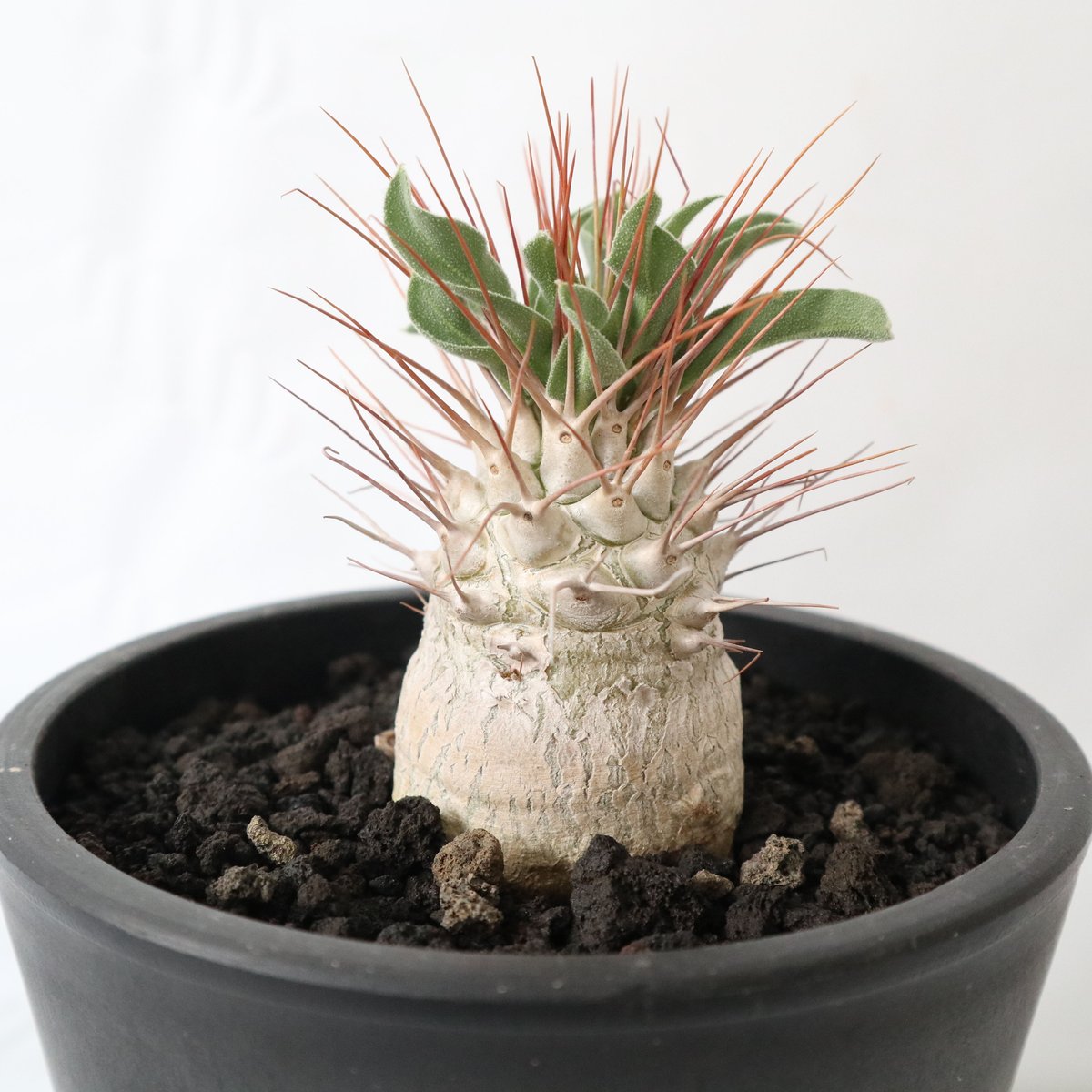 ナマクアナム　塊根植物　コーデックス　発根済み fit=scale-down,w=1200
