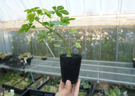 アデニア　グラウカ　Adenia glauca  No.1