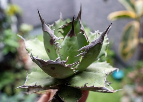 Agave titanota FO-76 B NO.2