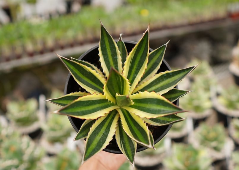 アガベ ロファンサ クアドリカラー 五色万代 NO.2 | mana's farm