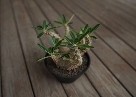 パキポディウム　デンシフローラム　Pachypodium densiflorum