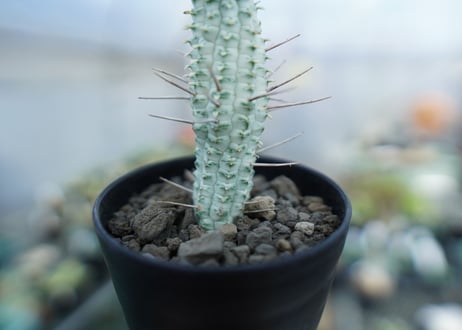 ユーフォルビア　ミルクトロン　Euphorbia mammillaris cv. variegat　No.2