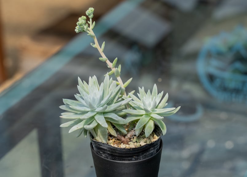 ダドレア グリーニー | mana's farm:塊根植物・アガベ・ドライガーデン