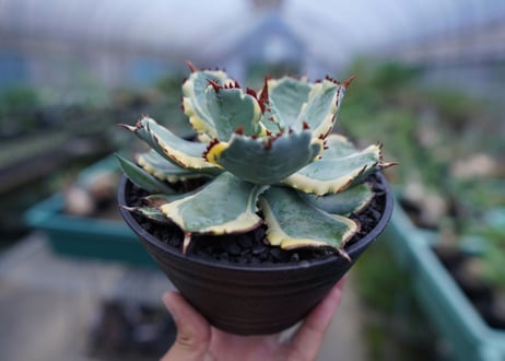 アガベ　兜蟹錦　連棘　Agave isthmensis “Kabutogani” variegata No.1