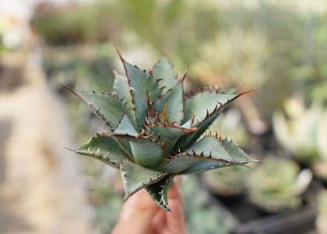 agave　oteroi　oaxaca　NO.10
