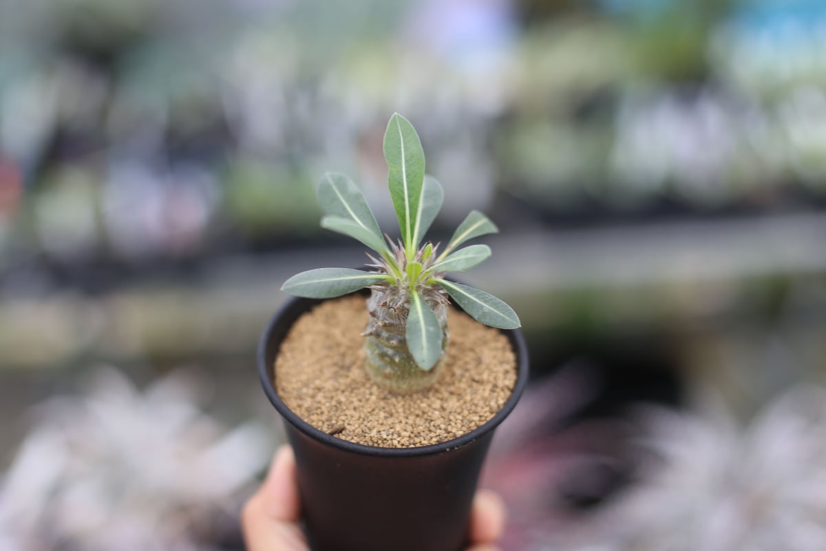 パキポディウム 恵比寿大黒 国内実生 | mana's green:塊根植物 パキポディウム 恵比寿大黒 国内実生 | mana's green:塊根植物